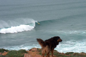 Surfcamp in Algarve dog checking surf conditions