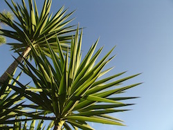 palm-tree-algarve-kitesurf-camp